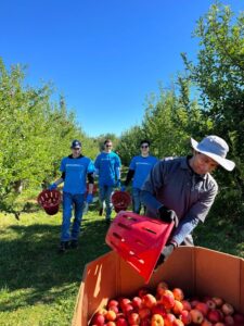Provident Bank employees help in the apple orchard.